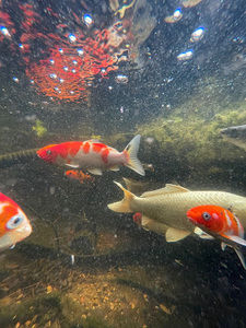 Meet your Posher, Max